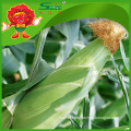 Frozen sweet corn with high quality pollution free maize